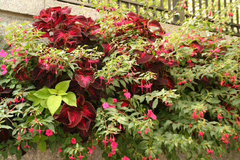 Trip (31).JPG - Flowers along the walks in Salt Lake City